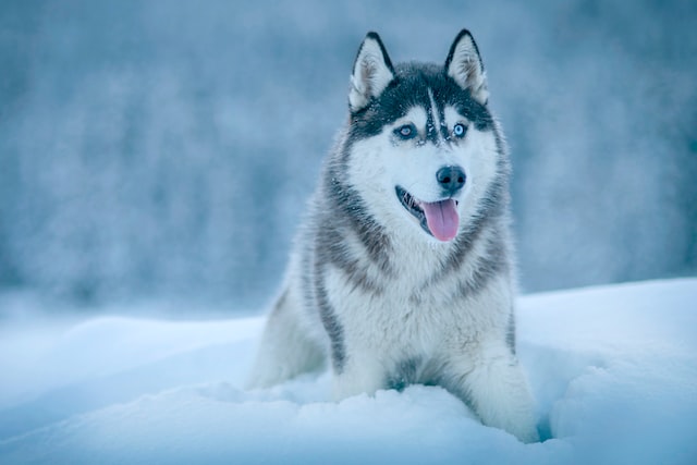 Know all about the expenses and Pricing of a Siberian Husky